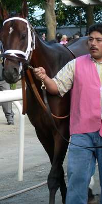 Jazil, American thoroughbred racehorse, dies at age 11